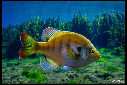 Bluegill Realfish USA Inland Series